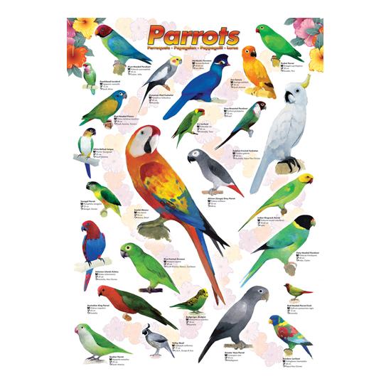 Comprar Puzzle Eurographics Loros De Piezas Pz Co