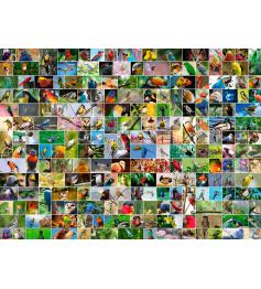 Puzzle Bluebird Collage de Aves del Mundo de 4000 Piezas