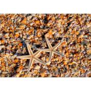 Puzzle Grafika Conchas y Estrellas de Mar de 1000 Piezas