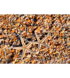 Puzzle Grafika Conchas y Estrellas de Mar de 1000 Piezas
