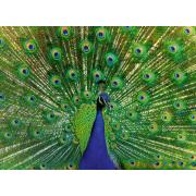 Puzzle Ravensburger Pavo Real de 500 Piezas